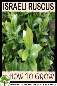 How to grow Israeli ruscus