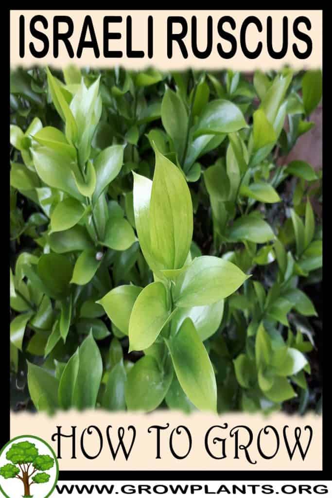 Israeli ruscus