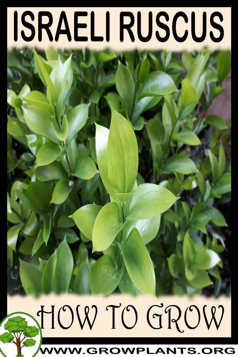 How to grow Israeli ruscus