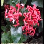 Ixora plant