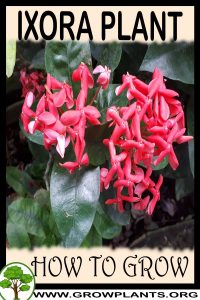 How to grow Ixora plant
