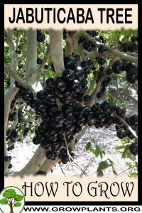 How to grow Jabuticaba