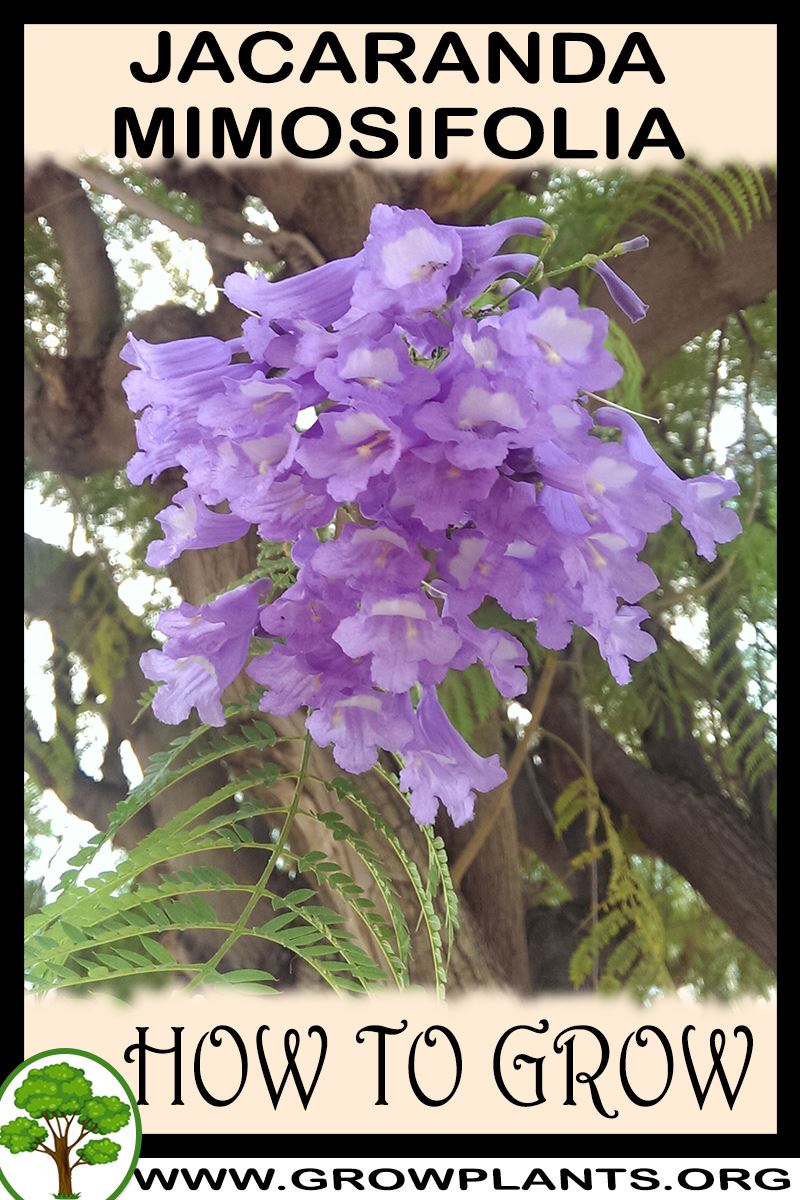 How to grow Jacaranda mimosifolia
