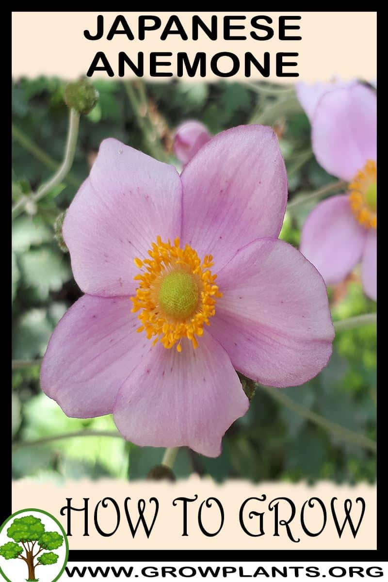 How to grow Japanese anemone