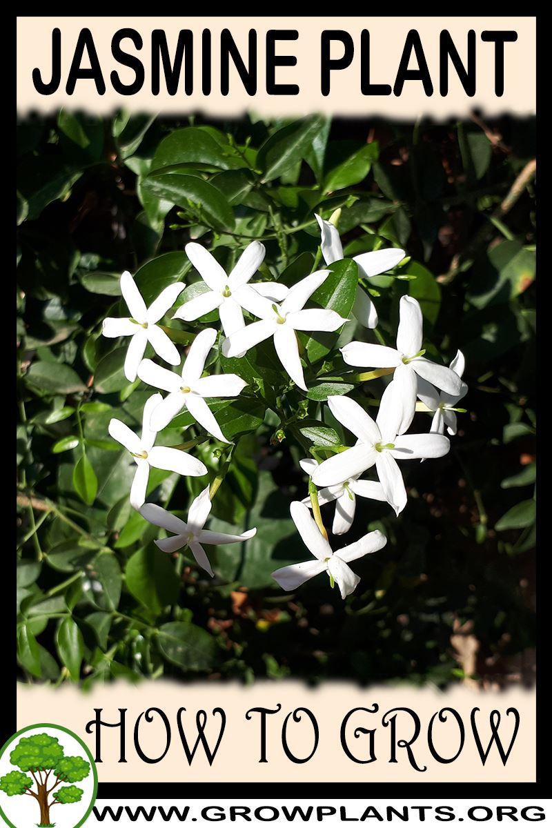 How to grow Jasmine plant