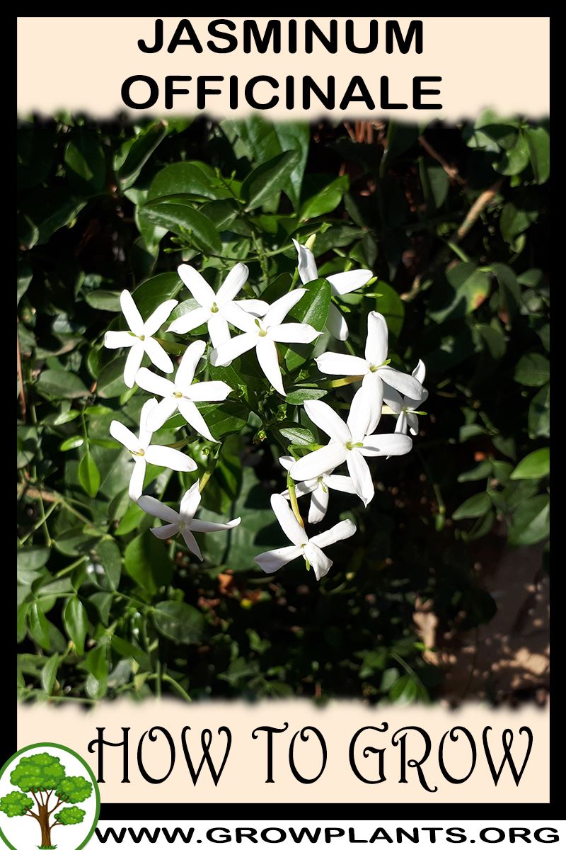 How to grow Jasminum officinale