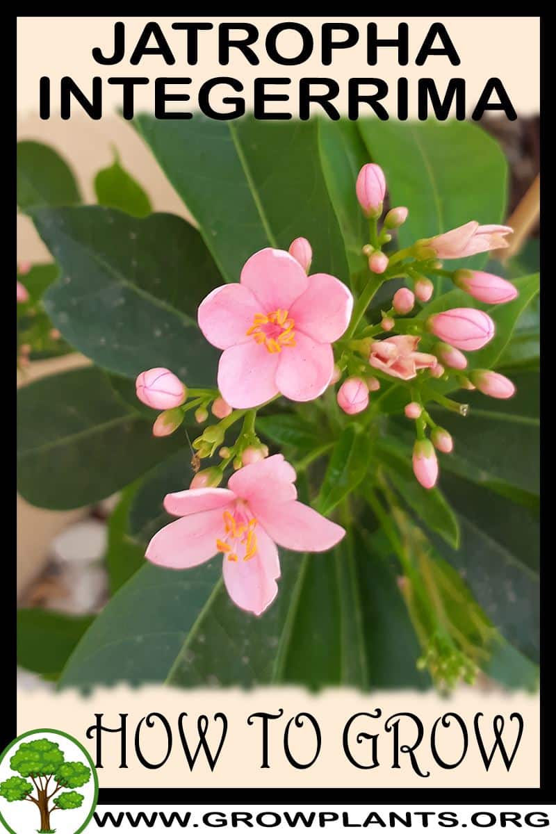 How to grow Jatropha integerrima
