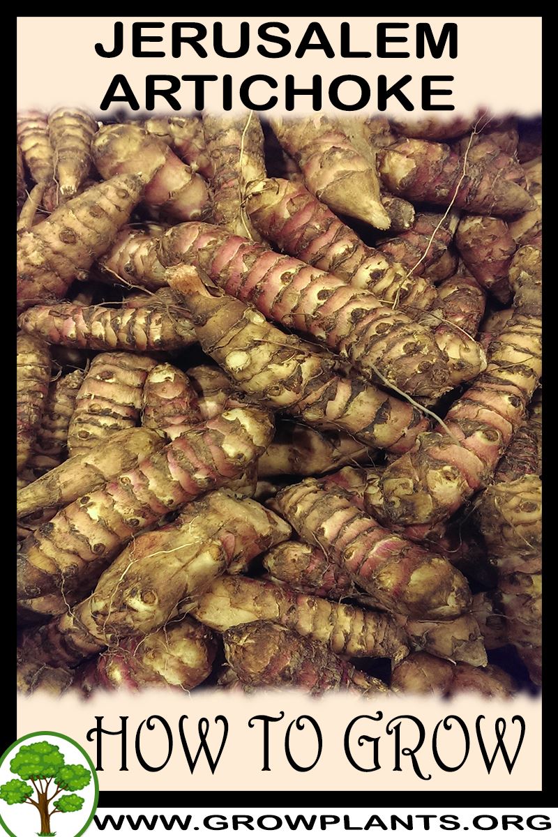 How to grow Jerusalem artichoke