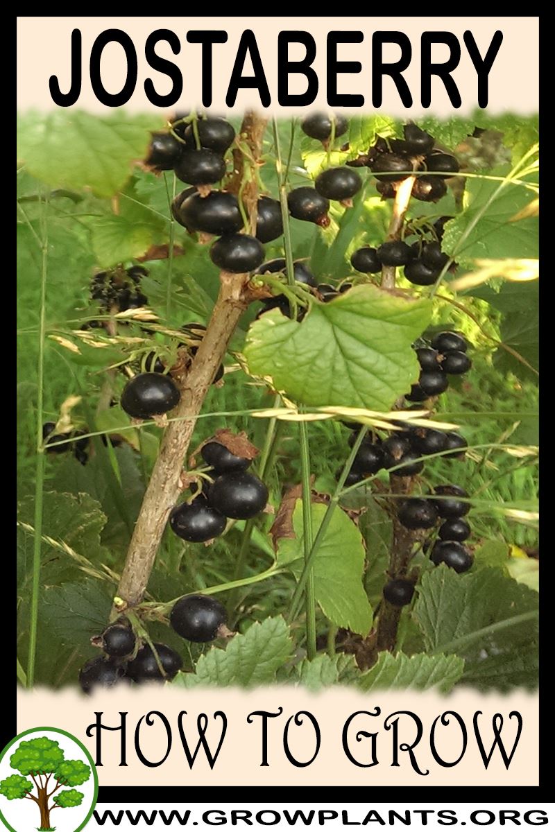 How to grow Jostaberry