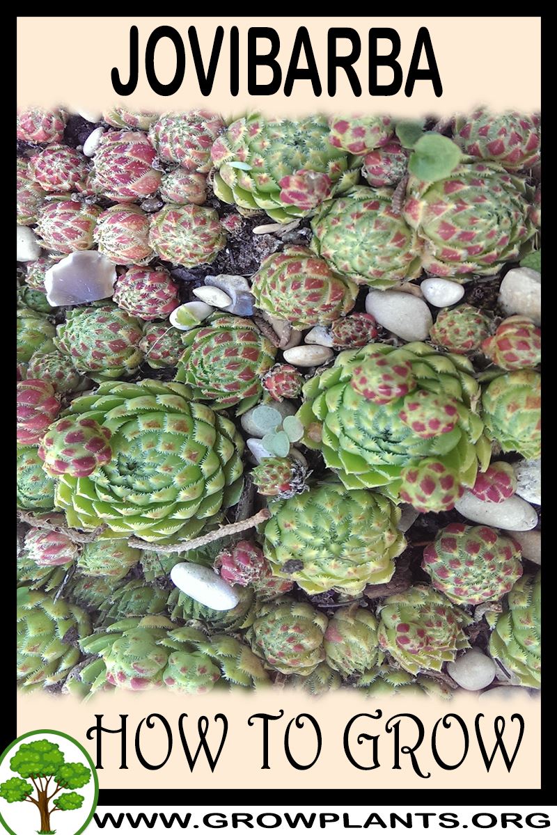 How to grow Jovibarba