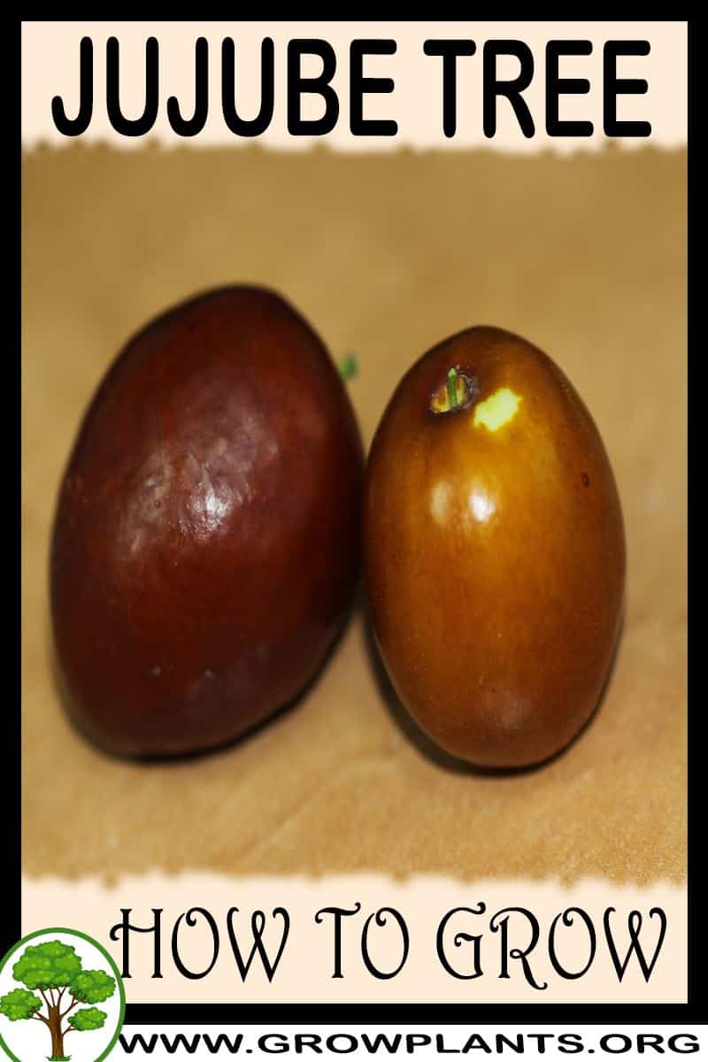 How to grow Jujube tree