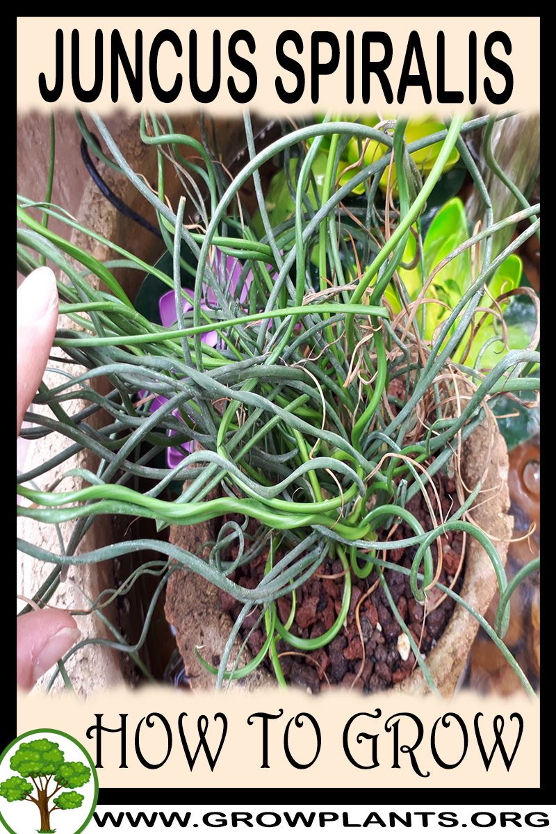 How to grow Juncus Spiralis