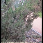 Juniperus chinensis