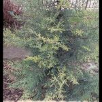 Juniperus communis