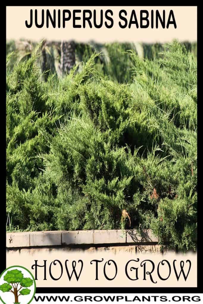 Juniperus sabina