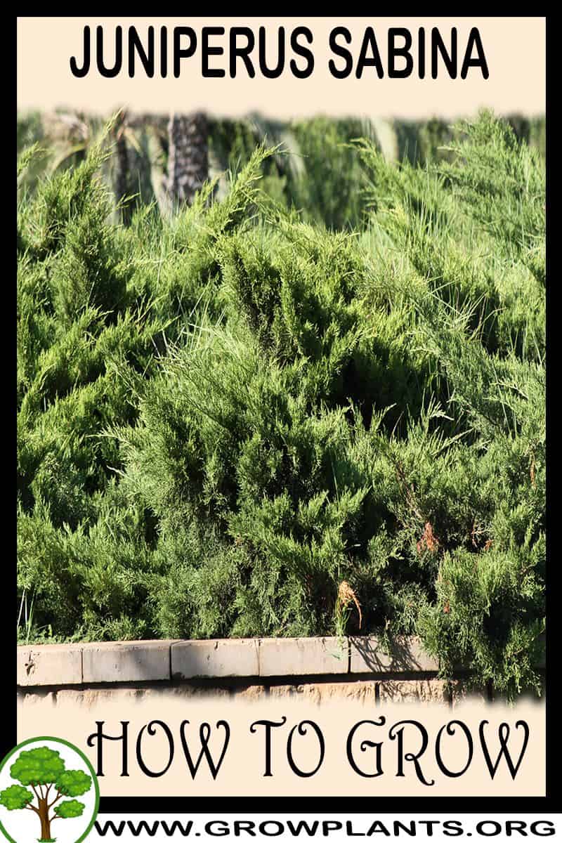How to grow Juniperus sabina