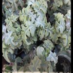 Kalanchoe Oak Leaf