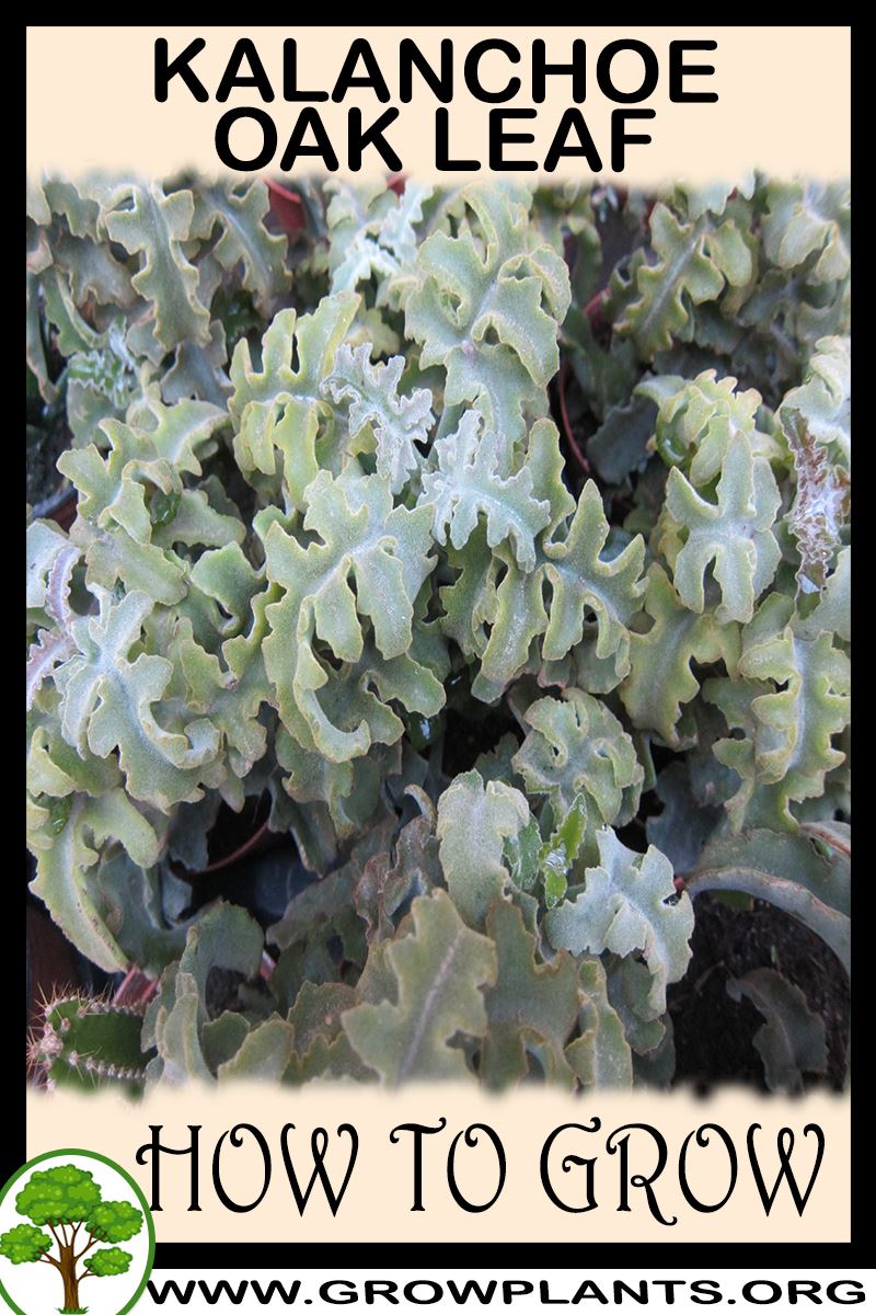 How to grow Kalanchoe Oak Leaf