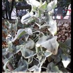 Kalanchoe beharensis