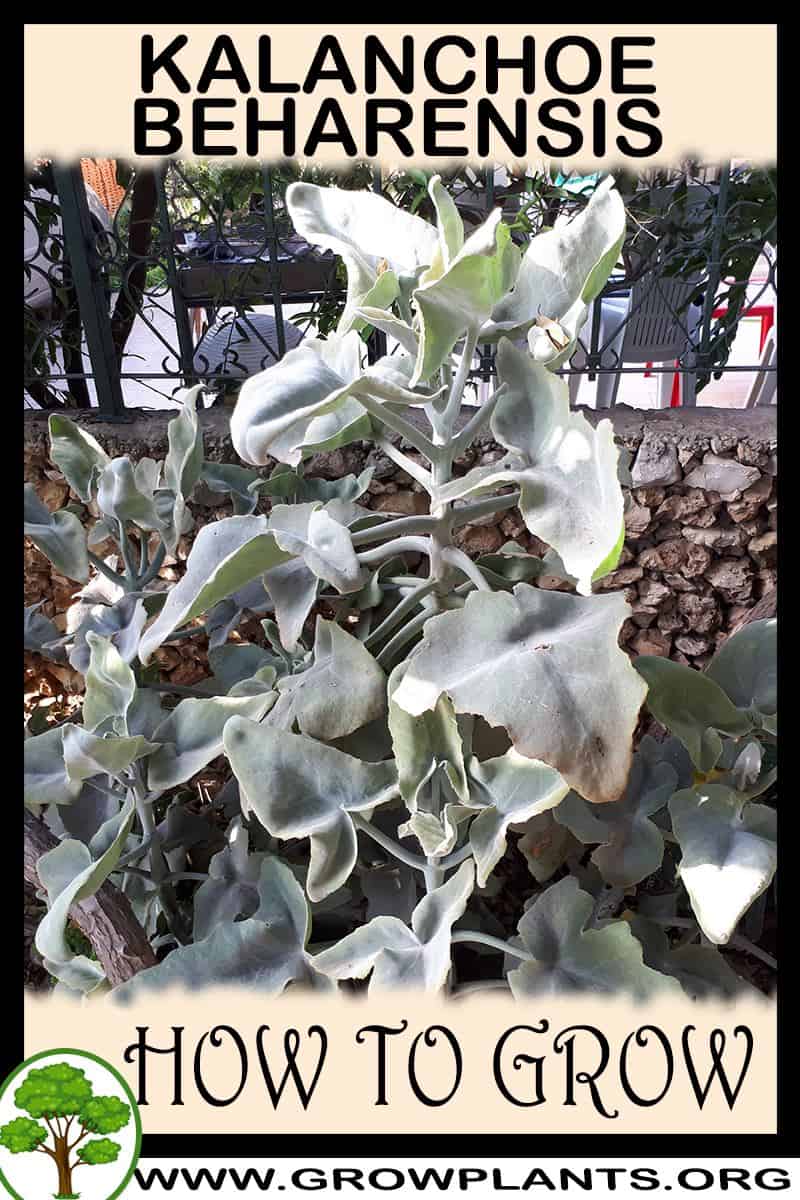 How to grow Kalanchoe beharensis