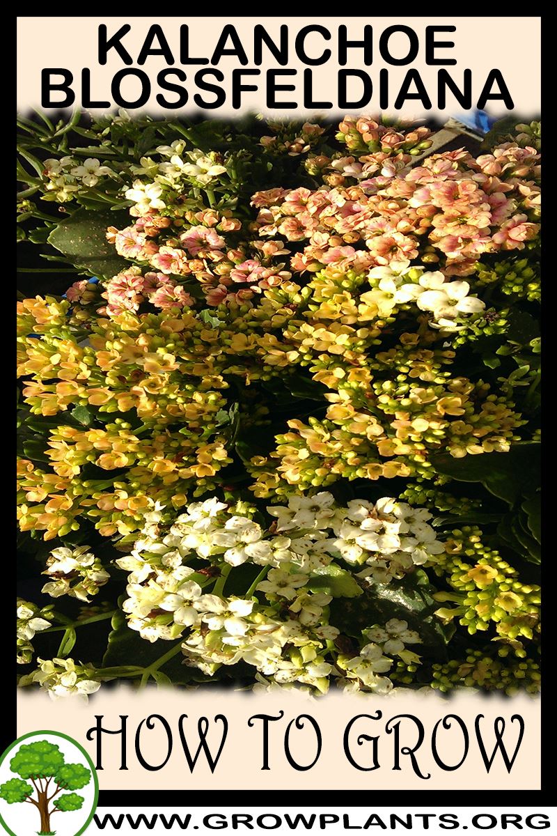 How to grow Kalanchoe blossfeldiana