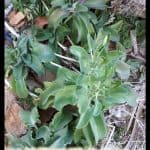 Kalanchoe gastonis-bonnieri