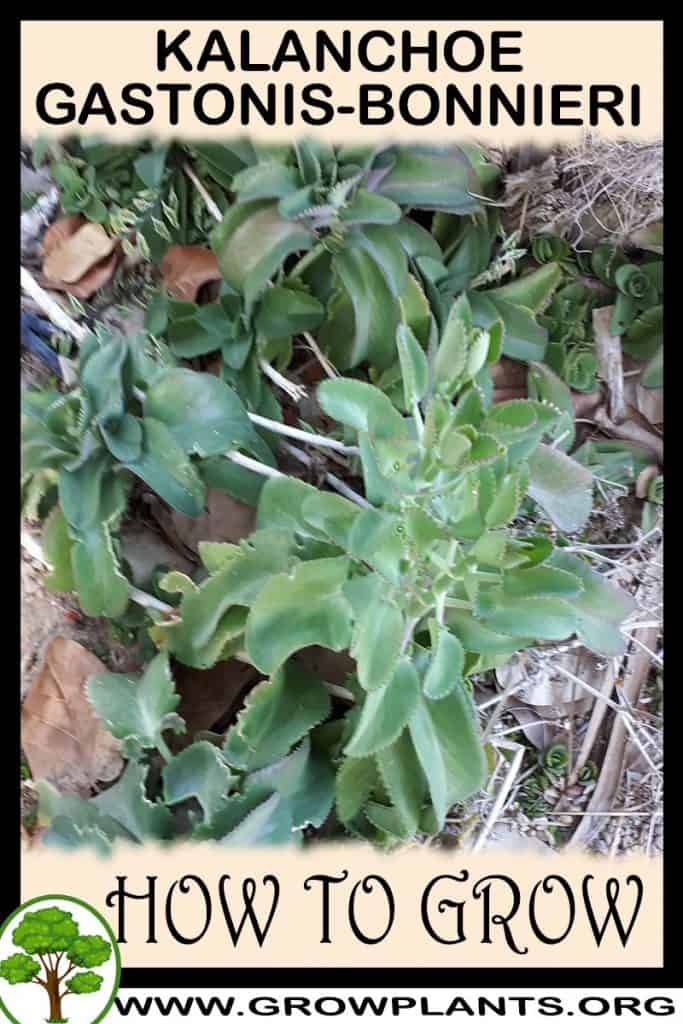 Kalanchoe gastonis-bonnieri