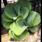 Kalanchoe luciae