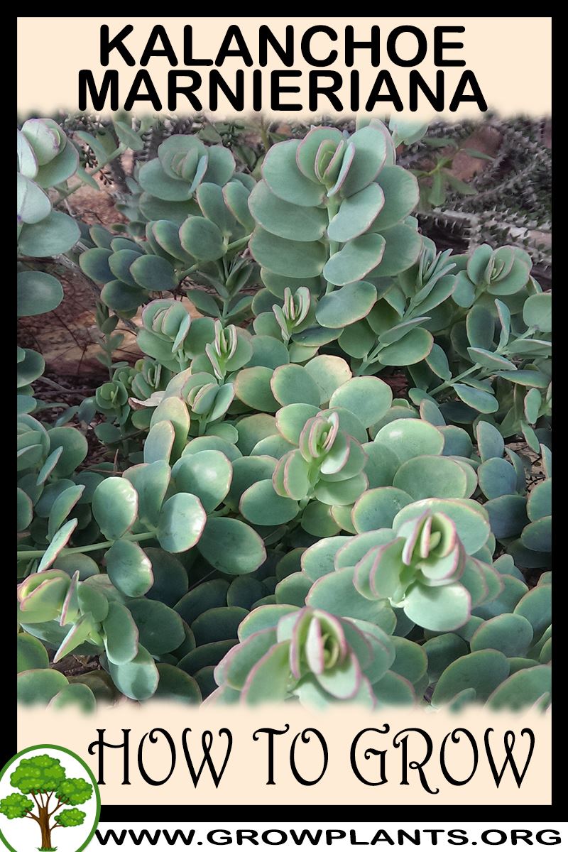 How to grow Kalanchoe marnieriana