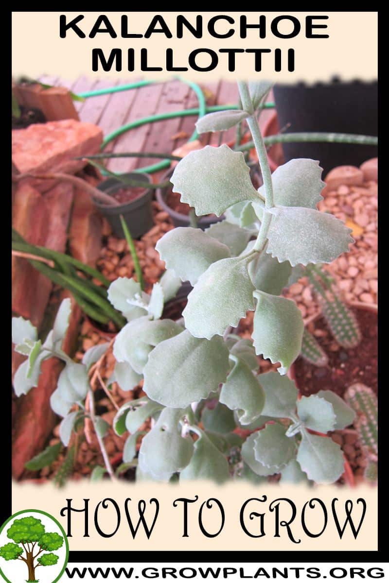 How to grow Kalanchoe millottii