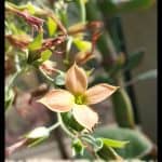 Kalanchoe nyikae