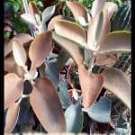 Kalanchoe orgyalis