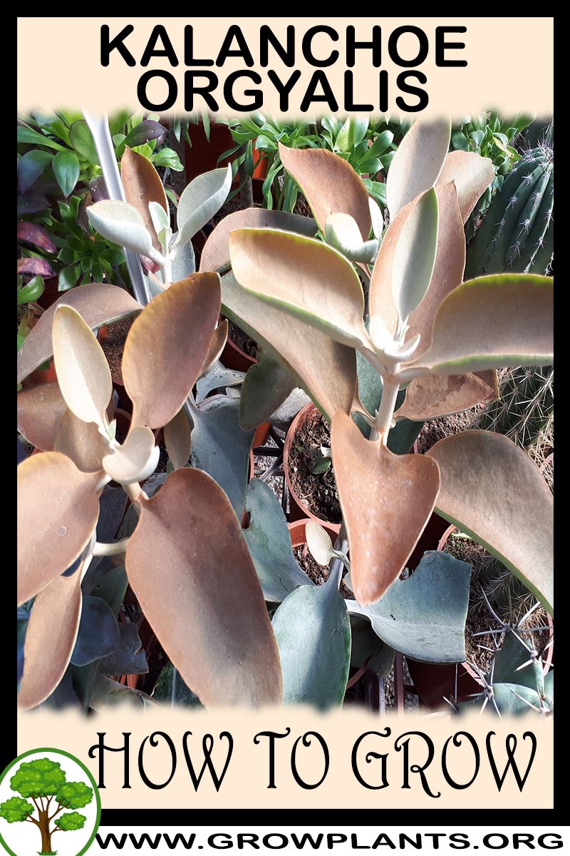 How to grow Kalanchoe orgyalis