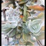 Kalanchoe thyrsiflora