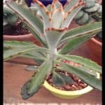 Kalanchoe tomentosa