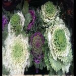 Kale
