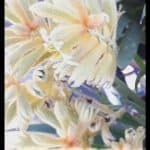 Kangaroo paw