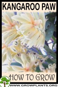 How to grow Kangaroo paw