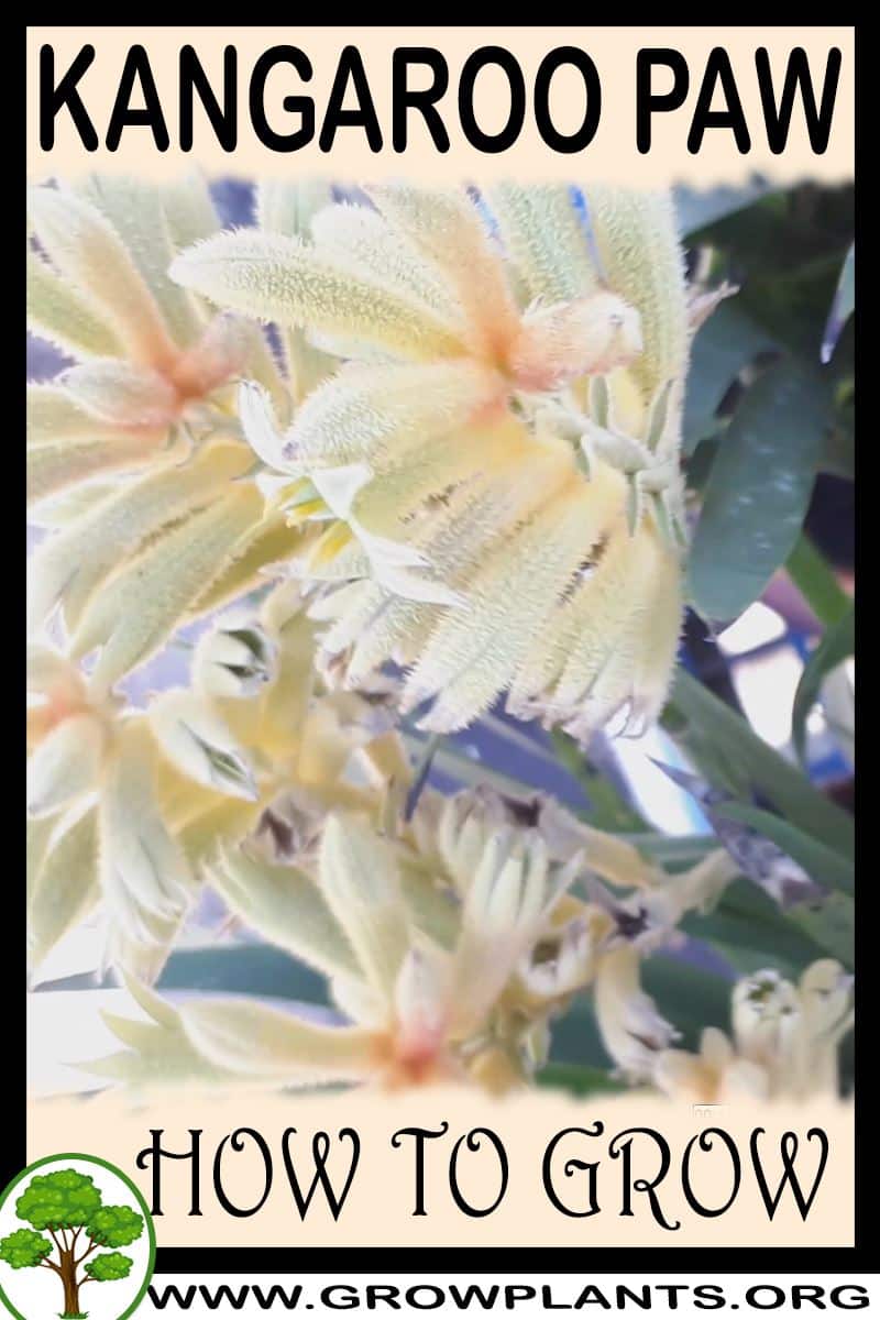 How to grow Kangaroo paw