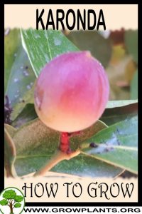 How to grow Karonda