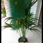 Kentia palm