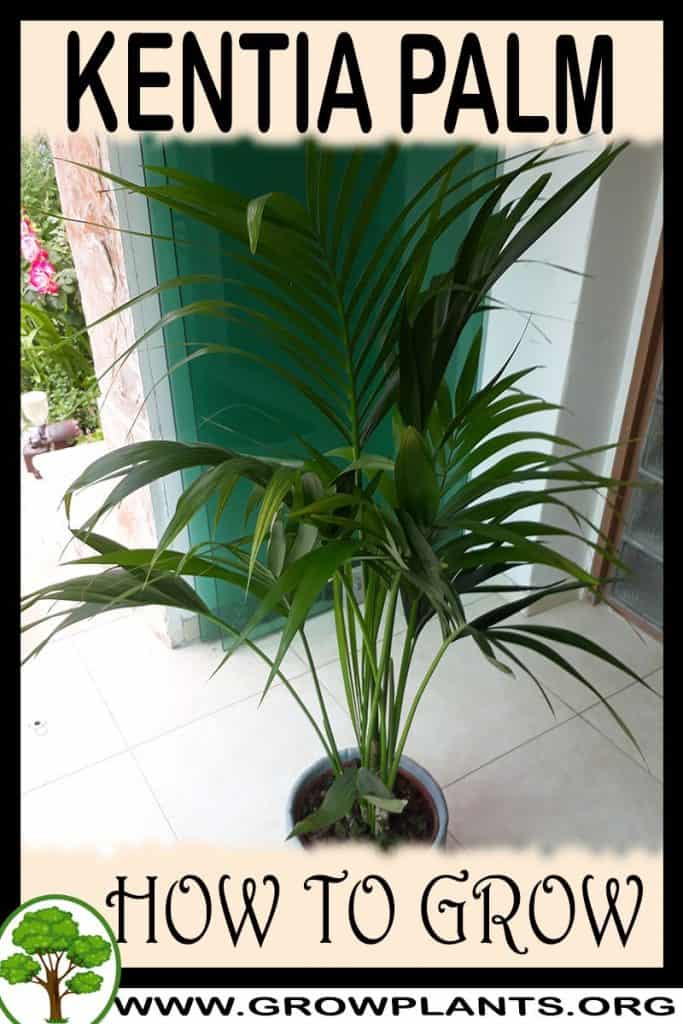 Kentia palm