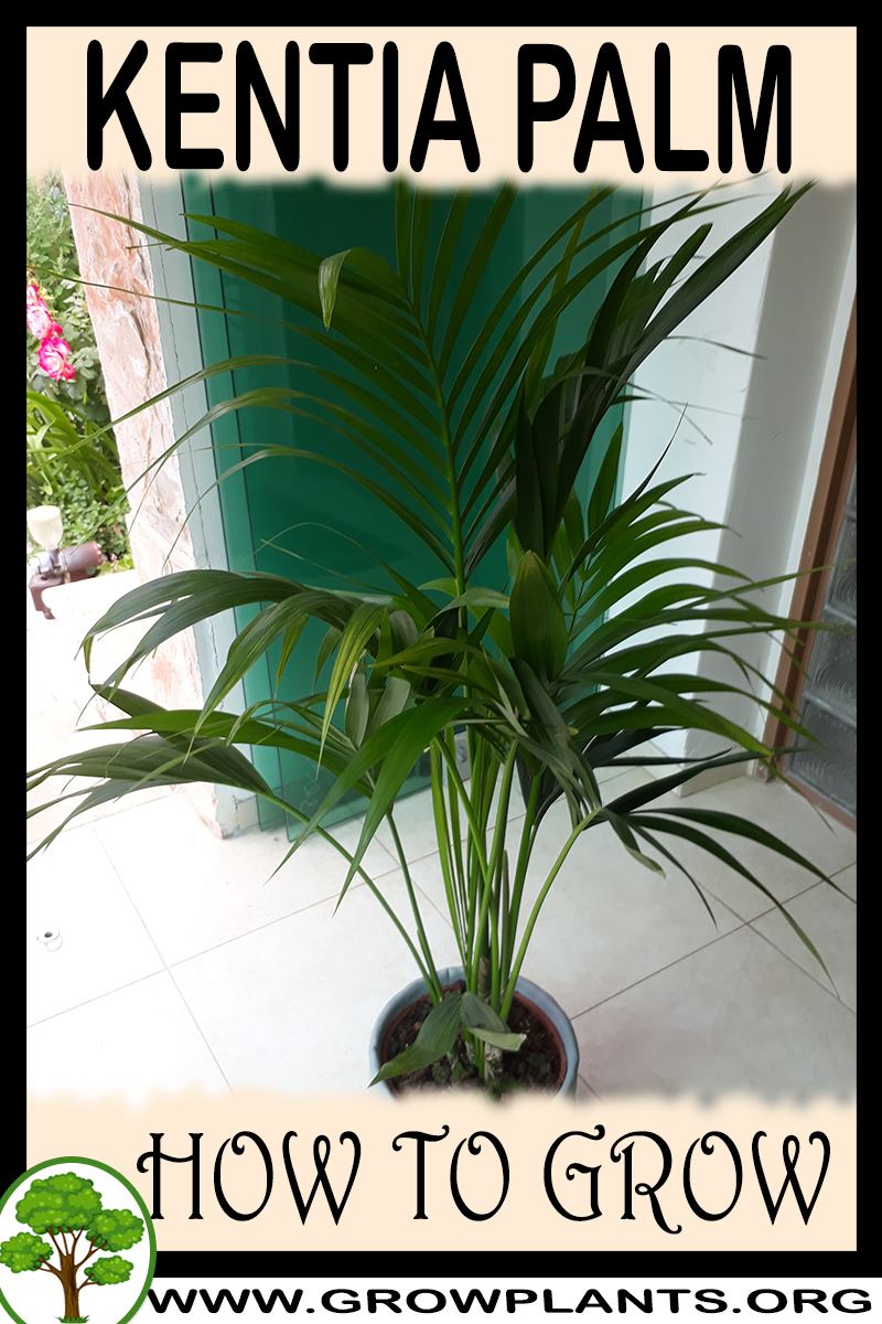 Kentia palm How to grow & care