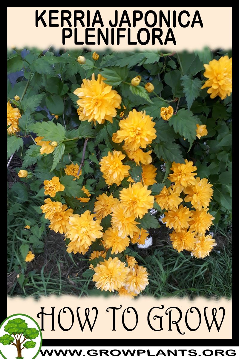 How to grow Kerria japonica Pleniflora