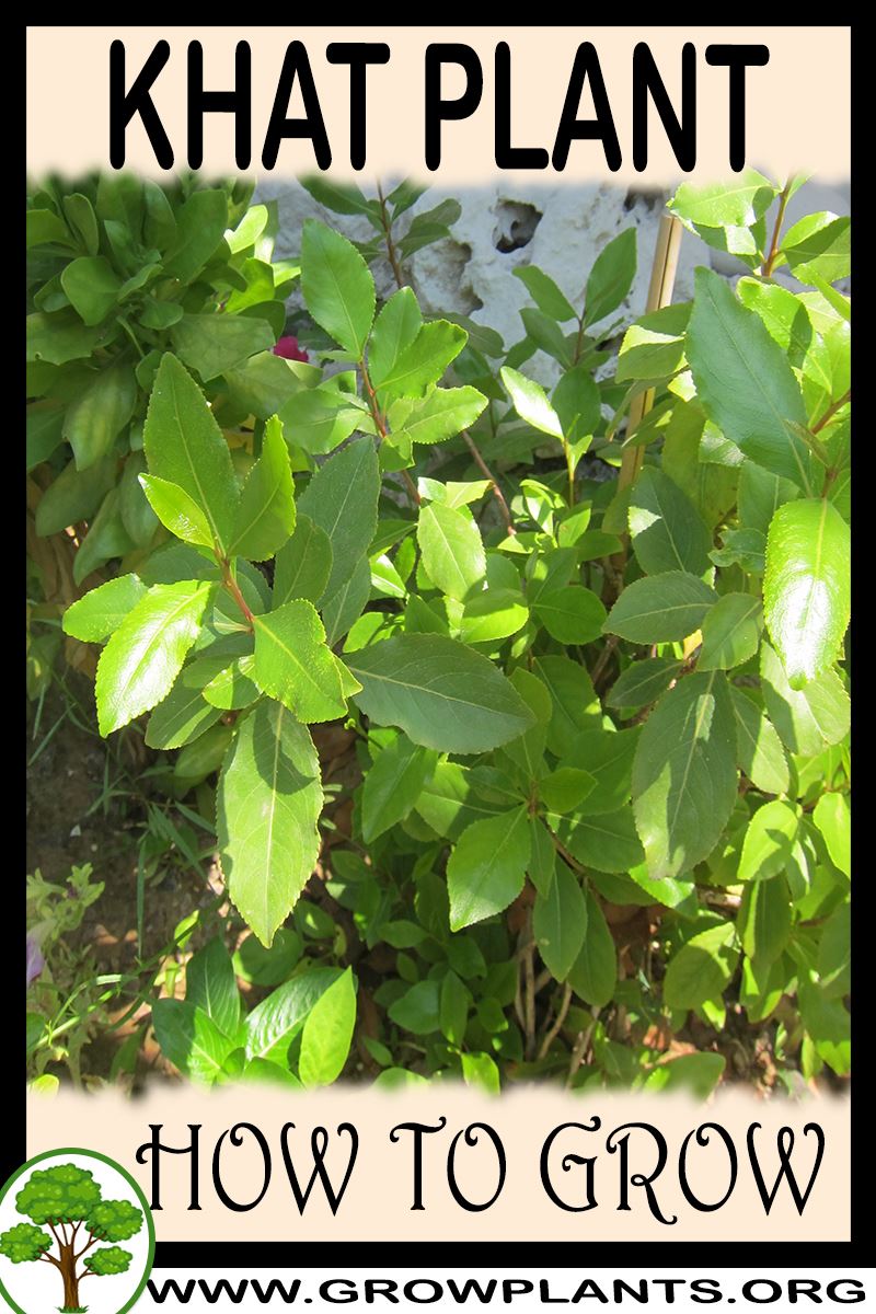 How to grow Khat