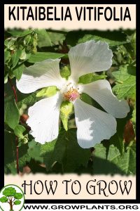 How to grow Kitaibelia vitifolia