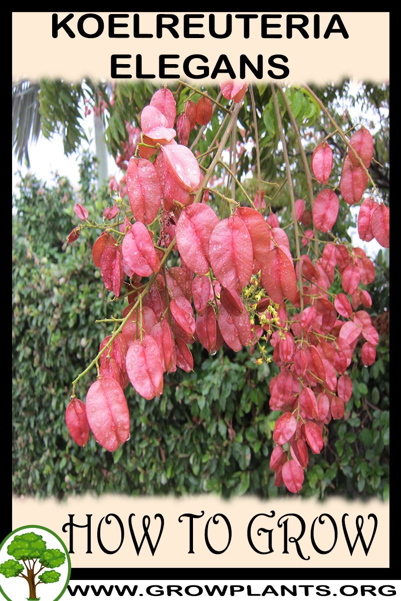 How to grow Koelreuteria elegans