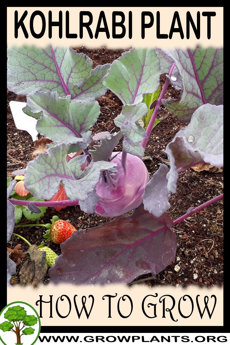 How to grow Kohlrabi