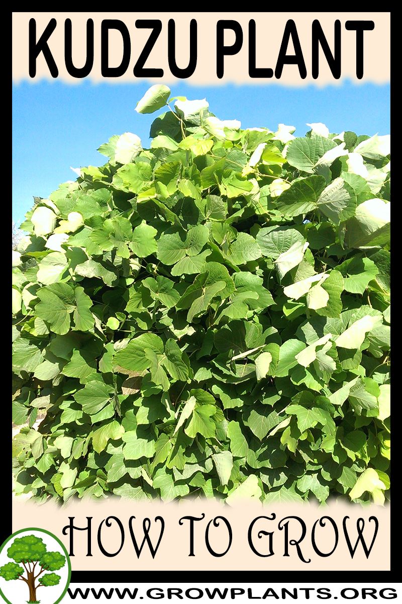 How to grow Kudzu