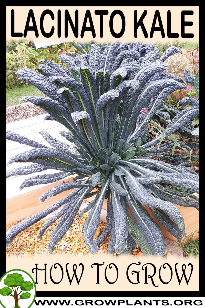How to grow Lacinato Kale